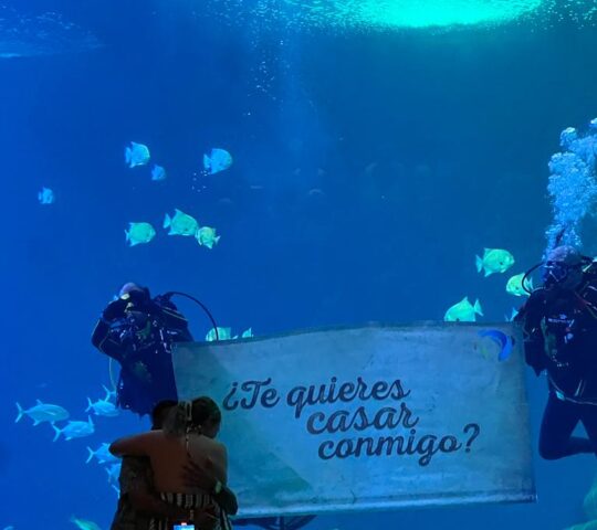 Pedida de mano en Gran Acuario Mazatlán Pedida de mano en Gran Acuario Mazatlán